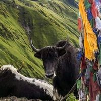 himalayan.humala
