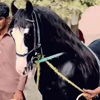 original sound - mandi_bhahuddin