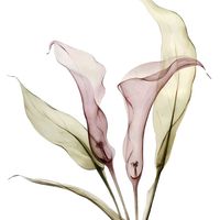 liliesoum