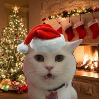 newyearthewhitecat