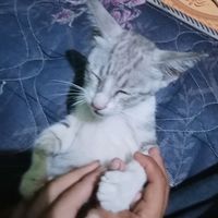 suara asli - 🚀SENSHOPKREATOR🚀