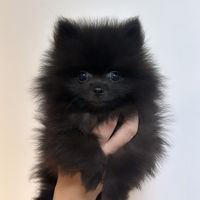 kookdog42