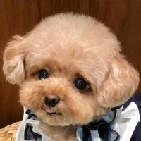 오리지널 사운드 - 미소아라TT