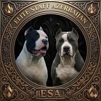 pitbullkral
