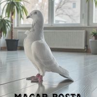 macar.posta