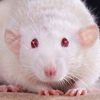 ryuliviayves