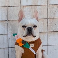 mochi.frenchie.boy