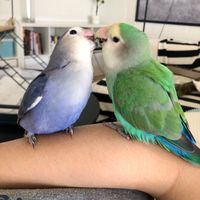 pudding_the_lovebird