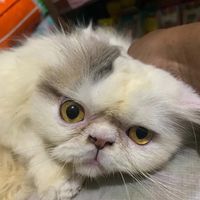 suara asli - sasa petshop