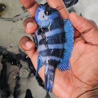beauty_tropicalfish