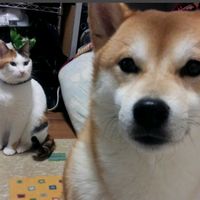 ミツウロコCM