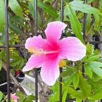 เสียงต้นฉบับ - จ.เจแปน(มักม่วน)