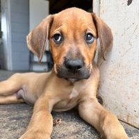 puppy_foster_australia