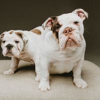 princessdonutthebulldogs