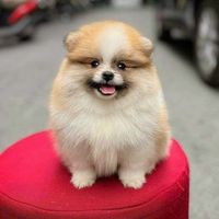 nhạc nền - Huỳnh Như