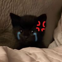tepmeowza