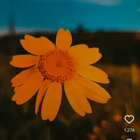 original sound - timographybytasmim