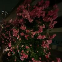 オリジナル楽曲 - ❤︎︎ ˊ˗