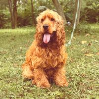 spanielbarni