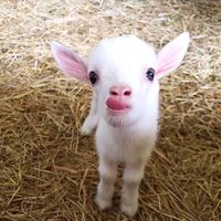 goat0531258184