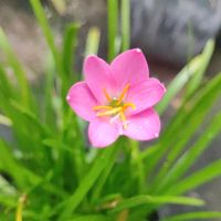 suara asli - sundrianibali16