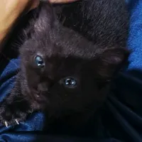 original sound - oooodd20