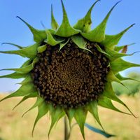 မူရင်းအသံ - Sai_alws_bored