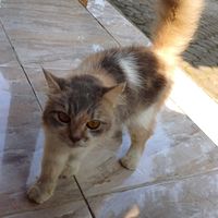 original sound - Youtube : FLIX YT