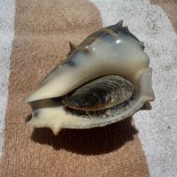 auntepiens0