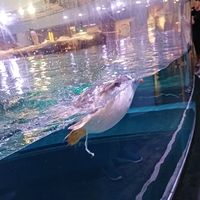 suara asli - nyenye🇸🇬