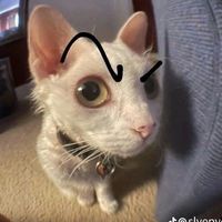 strababbies_cat