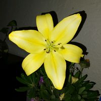 yeseniavalle36