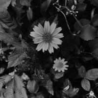 nhạc nền - Thanh Phương