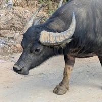 เสียงต้นฉบับ - ခွန်လှခွါး