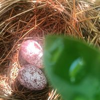 မူရင်းအသံ - 🇲🇲Kxun Win Naing🇯🇵