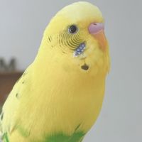 オリジナル楽曲 - ラオくん