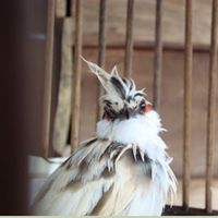 birdthailand55
