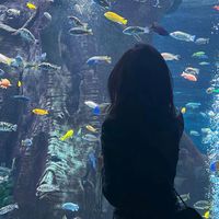 原声 - 甜甜圈