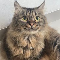 original sound - 😻Embul&Weirdo😻