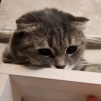 cat_sessi