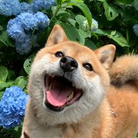 yurishiba0909