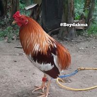 original sound - BOYDAKMA