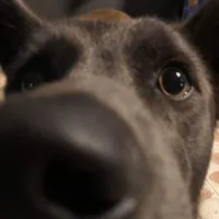 original sound - phumwish