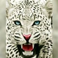 jawadmagableh305