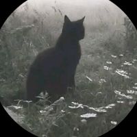 sylv_441