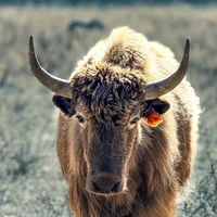 original sound - travel.nepal