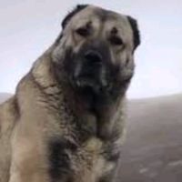 kız arkadasım hakkında