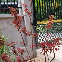 original sound - latt.latt752