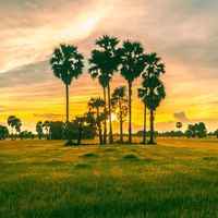 សំឡេងដើម