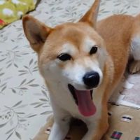 shibainu.momo1